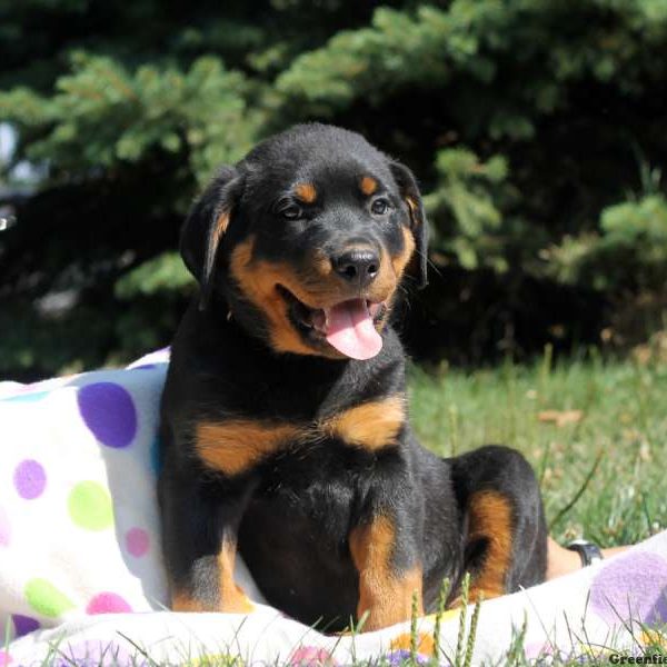 Flash, Rottweiler Puppy