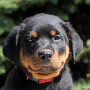 Flash, Rottweiler Puppy