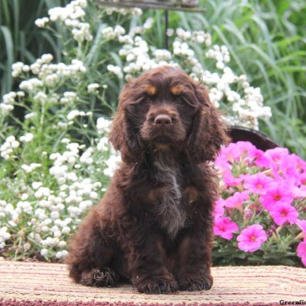 Flint, Cocker Spaniel Puppy