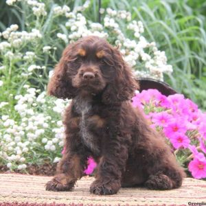 Flint, Cocker Spaniel Puppy