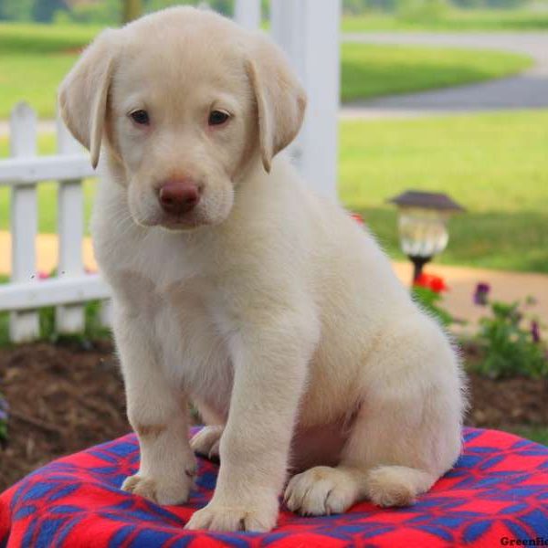Flipper, Labby Dabby Doo Puppy