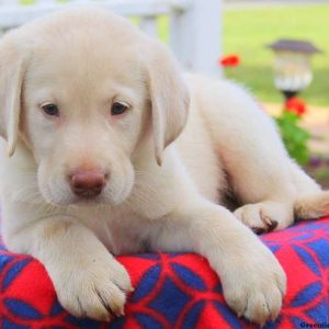 Flipper, Labby Dabby Doo Puppy