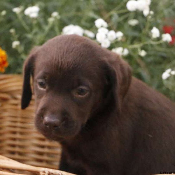 Flossy, Labrador Retriever-Chocolate Puppy