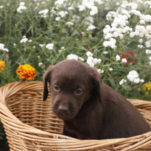 Flossy, Labrador Retriever-Chocolate Puppy