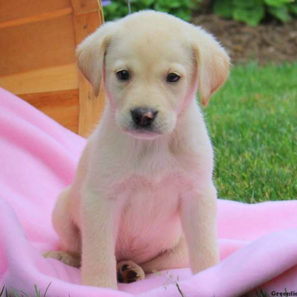 Flower, Labby Dabby Doo Puppy