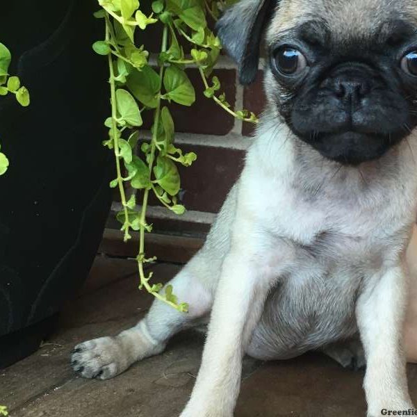 Flower, Pug Puppy