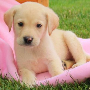 Flower, Labby Dabby Doo Puppy