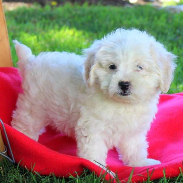 Fluffy, Lhasa-Poo Puppy