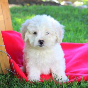 Fluffy, Lhasa-Poo Puppy