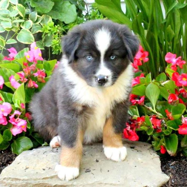 Fonzi, Australian Shepherd Puppy