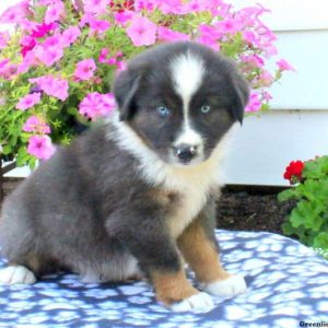 Fonzi, Australian Shepherd Puppy