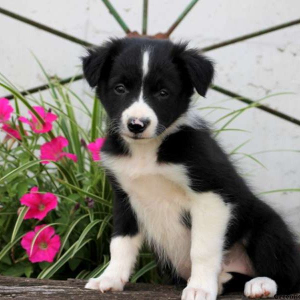 Francine, Border Collie Puppy