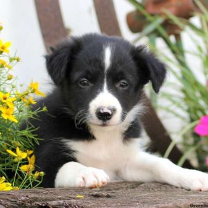 Francine, Border Collie Puppy