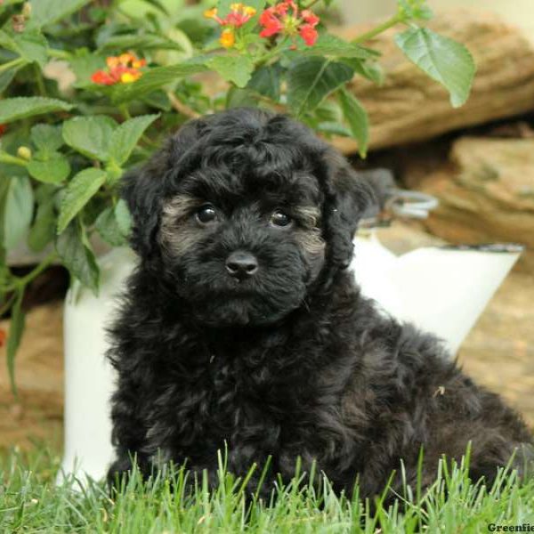 Franco, Toy Poodle Puppy