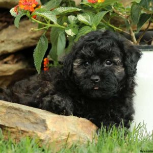 Franco, Toy Poodle Puppy