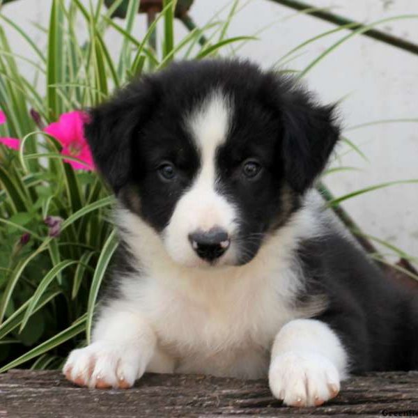 Frank, Border Collie Puppy