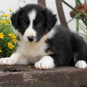 Frank, Border Collie Puppy