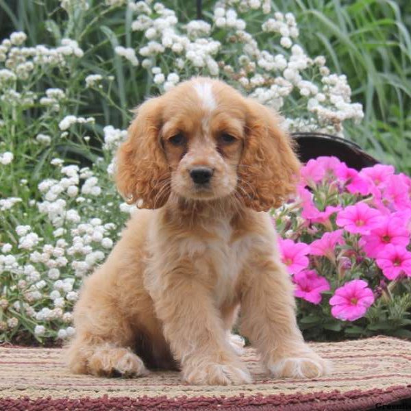 Frankie, Cocker Spaniel Puppy