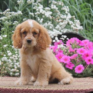 Frankie, Cocker Spaniel Puppy