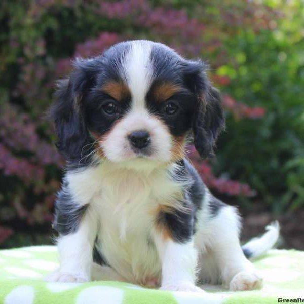 Franky, Cavalier King Charles Spaniel Puppy