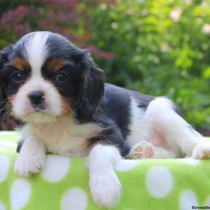 Franky, Cavalier King Charles Spaniel Puppy