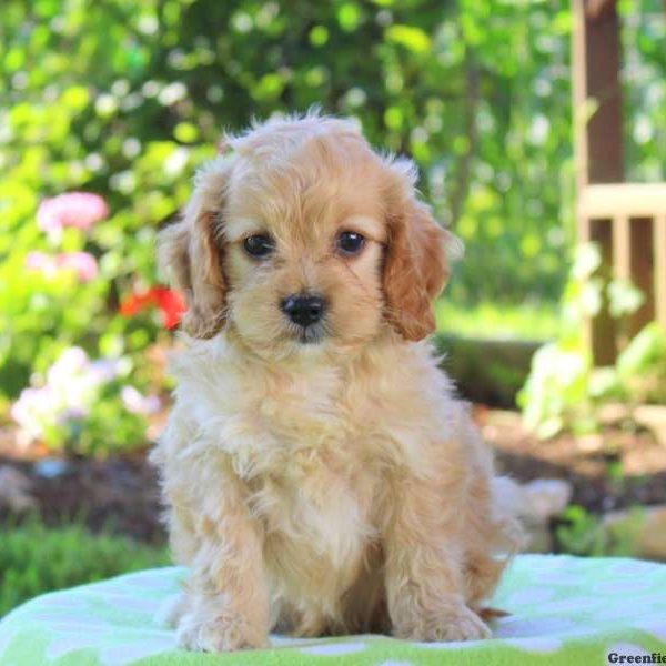 Freddi, Cavapoo Puppy