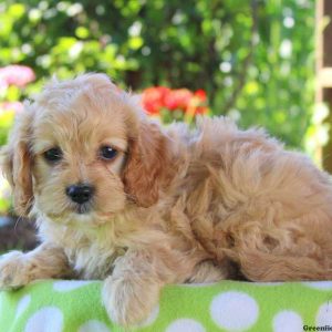 Freddi, Cavapoo Puppy