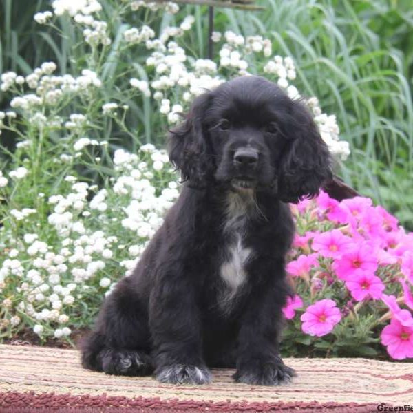 Freddie, Cocker Spaniel Puppy