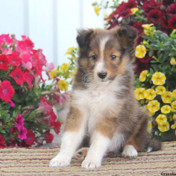 Freddie, Shetland Sheepdog Puppy