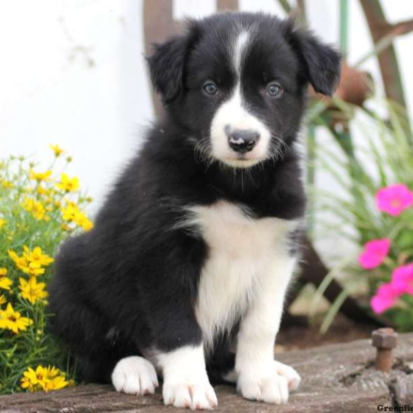 Freddie, Border Collie Puppy