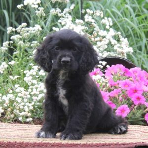 Freddie, Cocker Spaniel Puppy