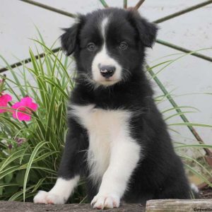 Freddie, Border Collie Puppy