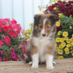 Freddie, Shetland Sheepdog Puppy