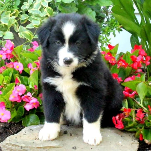 Frieda, Australian Shepherd Puppy