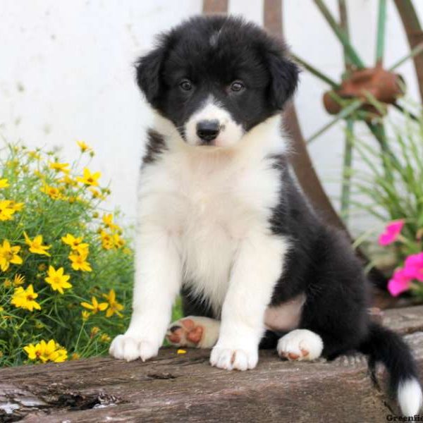 Frieda, Border Collie Puppy