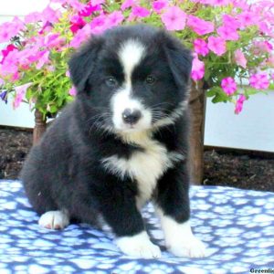 Frieda, Australian Shepherd Puppy