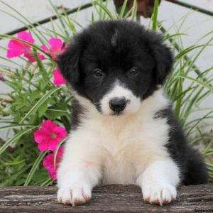 Frieda, Border Collie Puppy