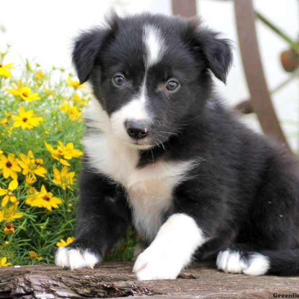 Frisky, Border Collie Puppy