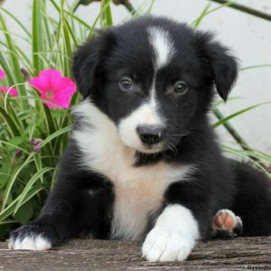 Frisky, Border Collie Puppy