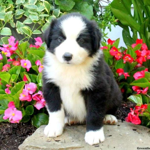 Froto, Australian Shepherd Puppy