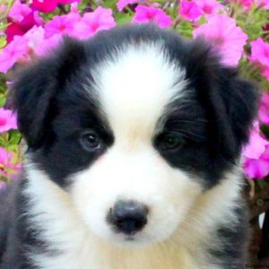 Froto, Australian Shepherd Puppy