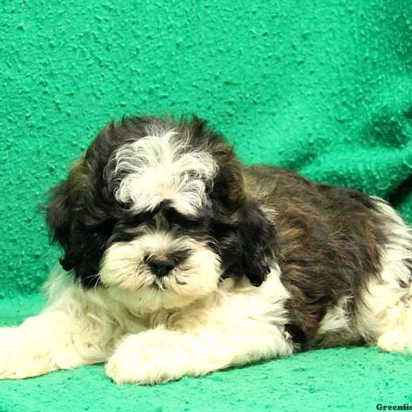 Furry, Shichon / Teddy Bear Puppy