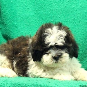 Furry, Shichon / Teddy Bear Puppy