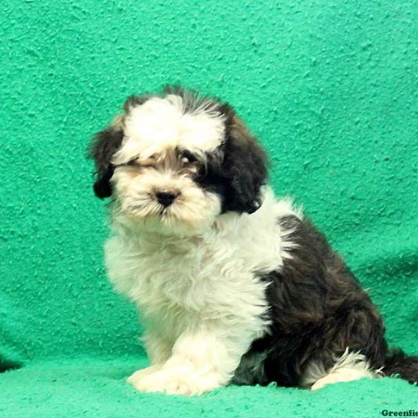 Fussy, Shichon / Teddy Bear Puppy