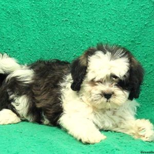 Fussy, Shichon / Teddy Bear Puppy