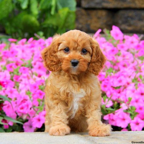 Gabby, Cavapoo Puppy