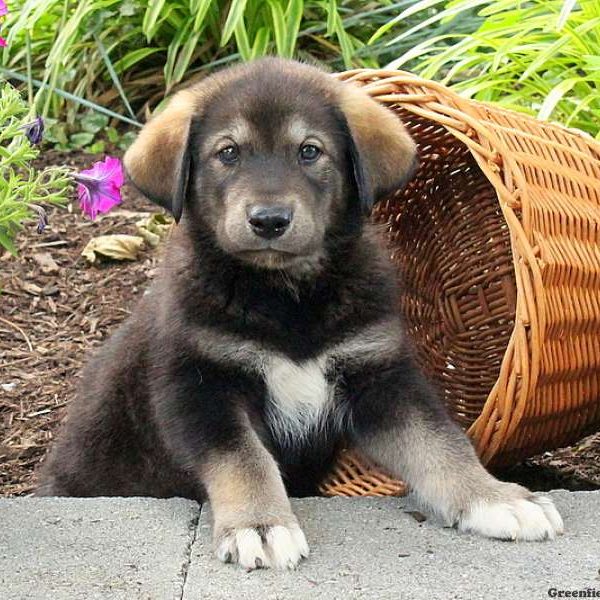 Gabe, Alaskan Malamute Mix Puppy