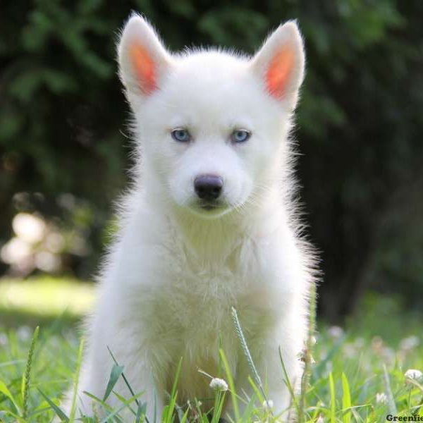 Gabe, Siberian Husky Puppy