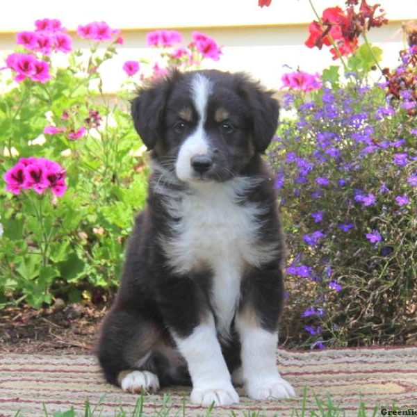 Gabe, Australian Shepherd-Miniature Puppy