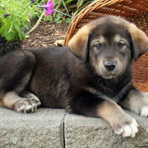 Gabe, Alaskan Malamute Mix Puppy